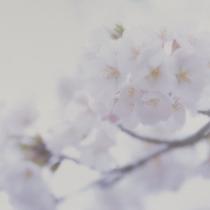 血腥割头外网免费版
